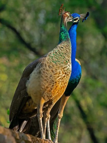 This is another moment of deep connection between a peacock and peahen. It reminds me of a song from the movie 'Aandhi', "Tum Aa Gaye Ho, Noor Aa Gaya Hai," which means "Now that you have arrived, a new light has come." It was taken just before the lockdown in March 2020.