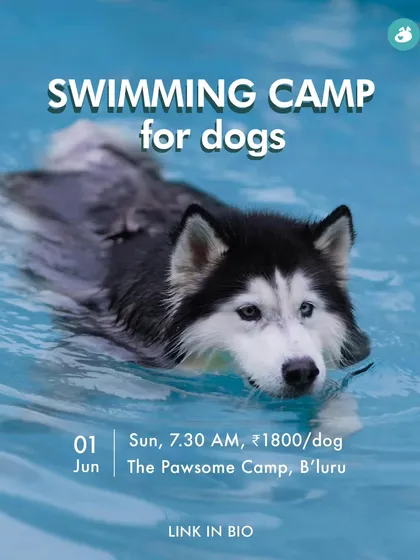 A happy husky enjoying our swimming camp. We host these sessions to help dogs of all comfort levels learn to love the water. Under expert guidance, it's a fantastic way for them to cool off, get great exercise, and build confidence.