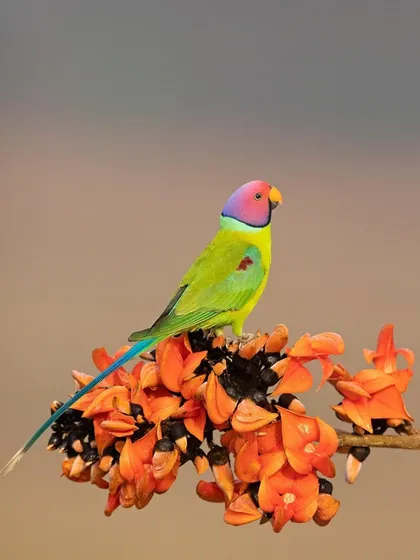 A duplicate of image 17, the Plum-headed Parakeet's vibrant head looks like it was painted by an artist.