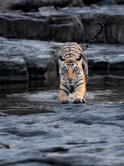 Wild Encounters: Action & Behavior photo 36