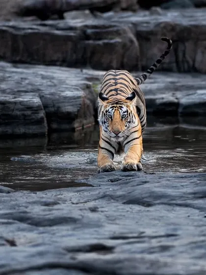 A cub walks out of the water, its gaze fixed forward.