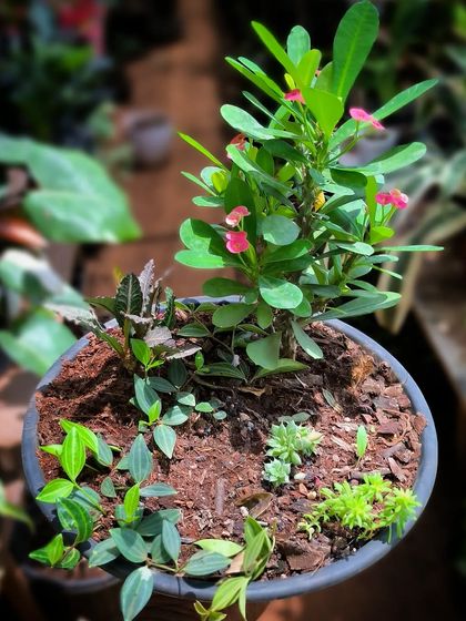 Bonsai & Miniature Landscapes photo 8