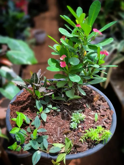 Who says you can't grow a diverse landscape in a shallow tray? With the right soil mix and plant selection, we create these beautiful micro landscapes that thrive in small containers.