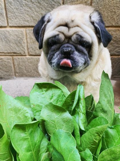 DoggyBox - Personalized Dog Meal Delivery What's In The Bowl: Real Food, Real Ingredients photo 3