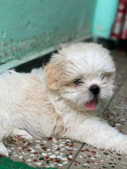 A sleepy Shih Tzu puppy lying down, looking cute and comfortable.