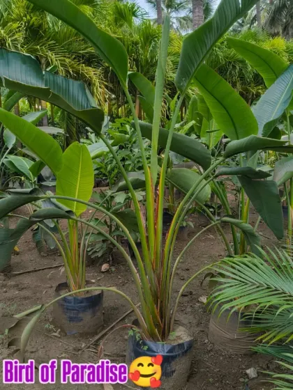 A beautiful Big Bird of Paradise plant.