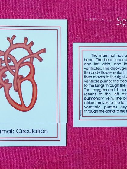 The four-chambered heart of a mammal, as shown on a Montessori nomenclature card. This material helps children understand the circulatory system and our own place within the animal kingdom.