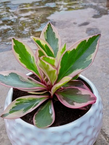 Multiplex Urban Green - Landscape & Garden Services Vertical Gardens & Office Greenery photo 22