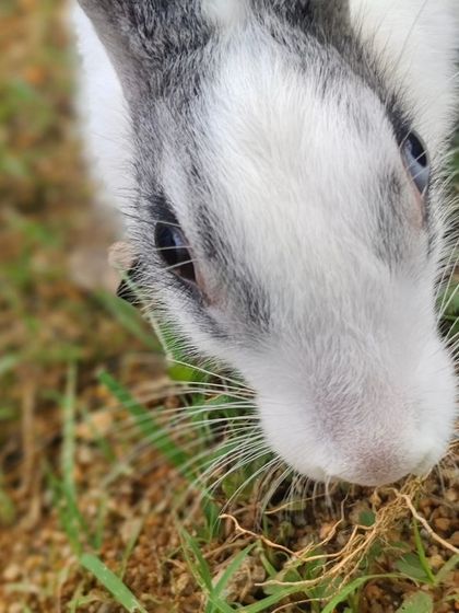 Potlu loves to nibble on the fresh grass in her secure play area.