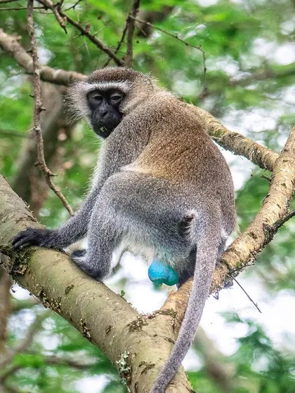 Monday Blues? The male Vervet monkey from Uganda is famous for its startlingly blue scrotum, a feature that is believed to signal social status to other monkeys.