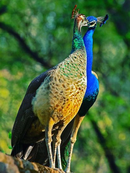 This picture of a peafowl couple has always received a massive response from viewers. People say it touches their hearts and reminds them of their own love stories. It is a simple moment of endearment, but it speaks a universal language of love.