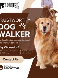 Pet Transportation & Dog Walking