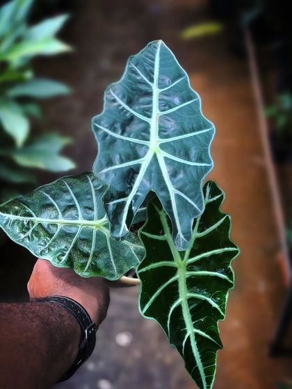 Rare & Collector's Plants photo 25