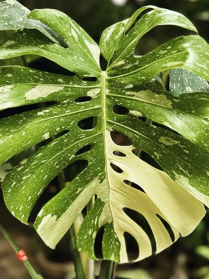 For the true collector, the Monstera Thai Constellation is a wishlist plant. Each leaf is a unique piece of art, splashed with creamy white variegation. It's a rare beauty that signals a true passion for unique plants.