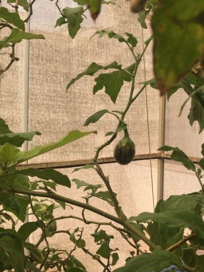 Fruiting Vegetables photo 14