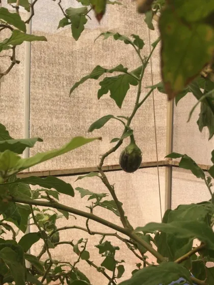 A small brinjal developing on a healthy plant within a protected polyhouse environment.