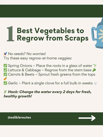 No seeds? No problem. Many vegetables like spring onions, lettuce, and garlic can be easily regrown from the scraps you would normally discard.