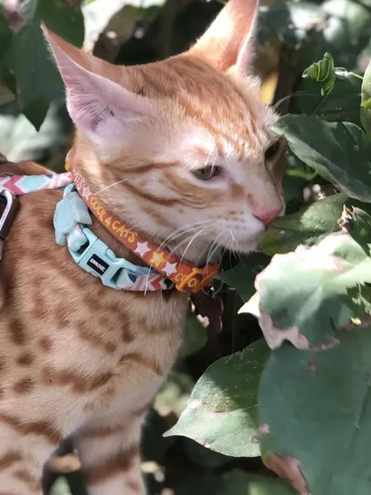 It's not just a dog's world here. We love hosting our feline friends too. Our green, natural environment provides a safe and stimulating space for curious cats to explore, play, and enjoy a day out with their family.