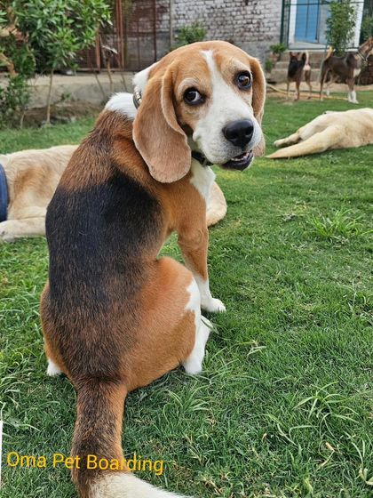 Life is better with a Beagle. This one is giving the camera a curious look while his friends relax in the background.