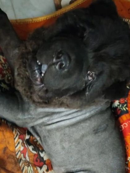 Even while relaxing, you can see how the Lion cut gives this Chow Chow a unique and majestic look.