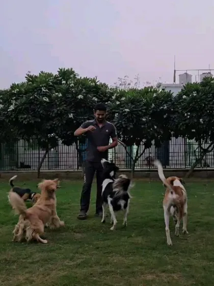 A typical training moment at the farm. Multiple dogs, all focused and waiting for the next instruction. This structured environment helps them learn to be calm and obedient even when surrounded by the excitement of other dogs.