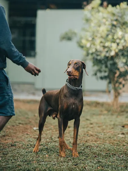 Big boy Axl, a Doberman, is focused and engaged during his training session. I use positive reinforcement to make learning fun and rewarding.
