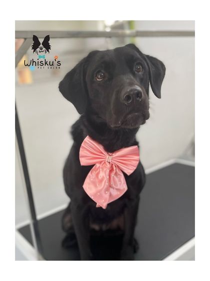 Furrybells Pet Grooming - Pet Grooming (Dogs & Cats) Breed-Specific Dog Styles photo 61