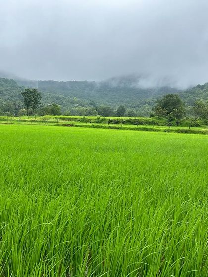 Lush green paddy fields stretching out under a cloudy sky, a beautiful and calming sight in the countryside.