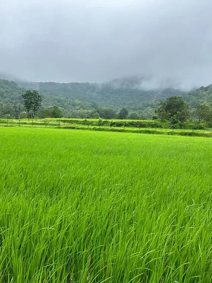 Lush green paddy fields stretching out under a cloudy sky, a beautiful and calming sight in the countryside.