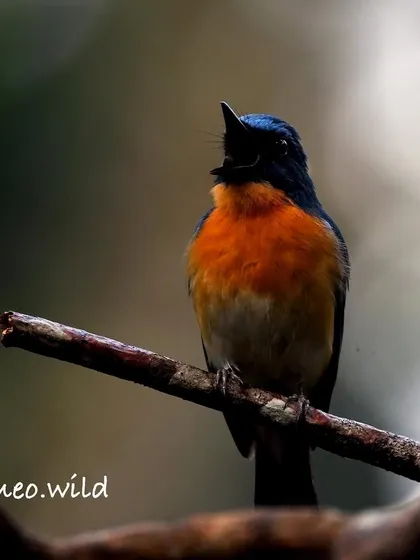 The forest was filled with the beautiful song of this Tickell's Blue Flycatcher. Capturing its vibrant orange and blue plumage as it sang its heart out was pure joy. These little birds have such big personalities.