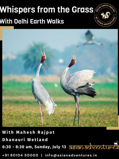 Urban Bird Watching photo 26