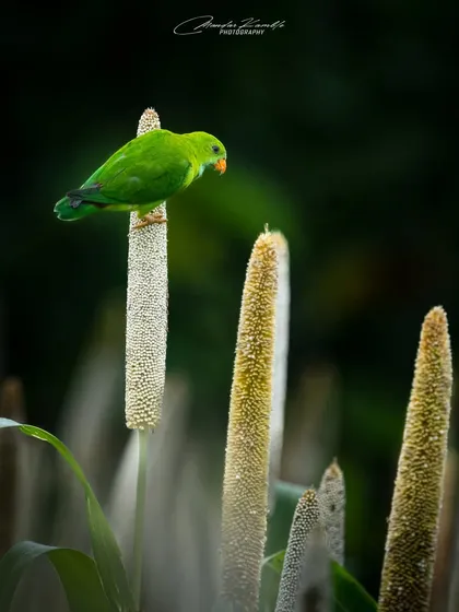 A wide shot of the Vernal Hanging Parrot on its perch, showing its small size in relation to the tall millet stalks.