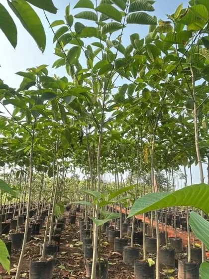 A perspective view down a row of saplings, showing the scale of my tree cultivation operation.