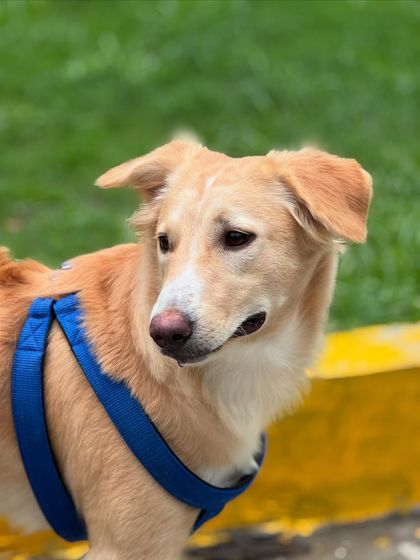 A beautiful portrait of one of our indie mix guests. I believe every dog is beautiful and deserves the best care.