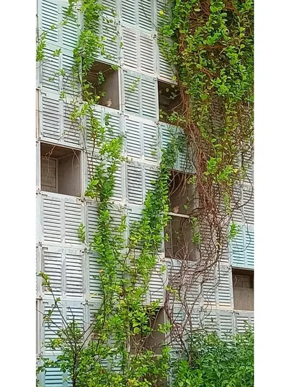 A close-up of the living facade at the Eklavya campus. The reclaimed windows and the spaces between them have become a vertical garden and a habitat for birds, embodying the concept of architecture that supports ecology.