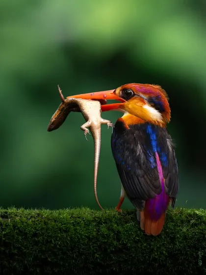 The Oriental Dwarf Kingfisher, a tiny jewel of the forest, proudly displays its catch. Capturing this vibrant bird, with its rainbow plumage and a lizard in its beak, required hours of stillness and patience.