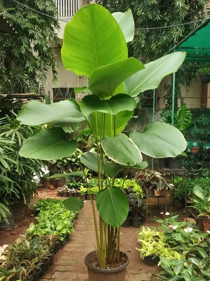 A magnificent Calathea lutea at our nursery, ready for delivery. This tropical foliage plant, with its large, elegant leaves, is a popular choice for brightly lit indoor areas in both homes and offices, adding a bold statement.