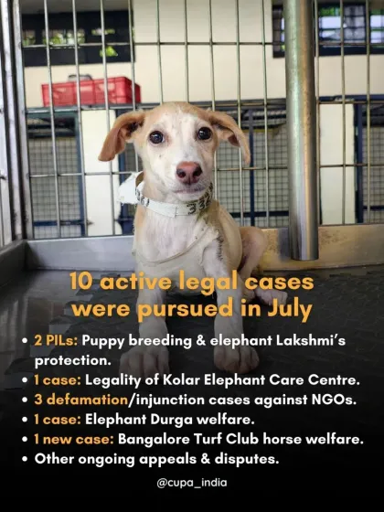My legal work covers a wide range of issues. This is a snapshot of the active cases from one month, including Public Interest Litigations against puppy breeding, cases for elephant welfare, and defending animal welfare NGOs.