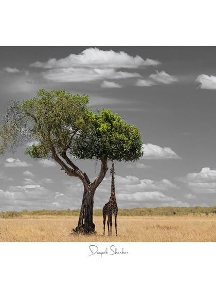 This fine art print is a unique and stylish piece that tells a story of perseverance with a creative twist.