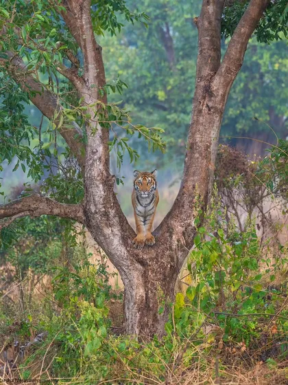 A curious tiger cub perched perfectly in a tree on a misty winter morning. These are the unique, fleeting moments we anticipate and position ourselves for, turning a lucky glimpse into an unforgettable photograph.
