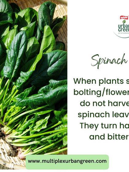 Multiplex Urban Green - Organic Gardening Supplies Grow Your Own Vegetables & Herbs photo 19