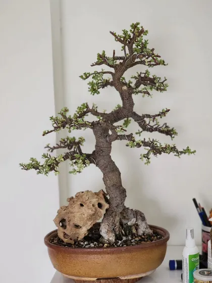 A variegated Jade bonsai with beautiful cream and green leaves. This variety is prized for its unique foliage and adds a different texture to a collection.