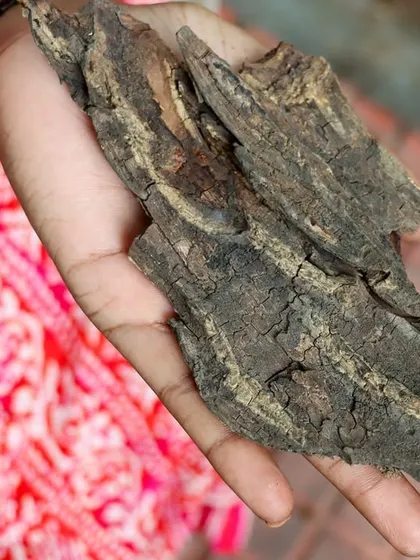 A student holds a piece of tree bark, a simple act of sensorial exploration during our Nature Walk. These experiences help our adult learners guide children with intention and care.