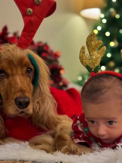 The cutest reindeer duo you'll ever see. Posto and Pablo in their matching Christmas headbands.