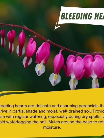 The Bleeding Heart is a delicate and charming perennial that thrives in partial shade. Its unique heart-shaped flowers are a beautiful and low-maintenance choice for spring gardens.