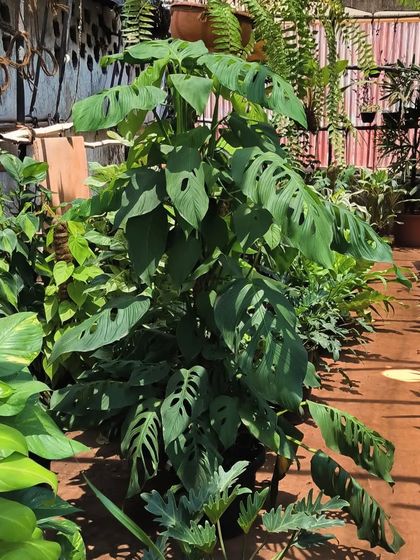 Easy-Care Indoor Plants photo 17