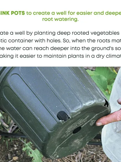 For plants with deep roots, especially in dry climates, sinking a pot with holes into the ground creates a well. This allows water to reach deeper into the soil, promoting stronger root systems and making maintenance easier.