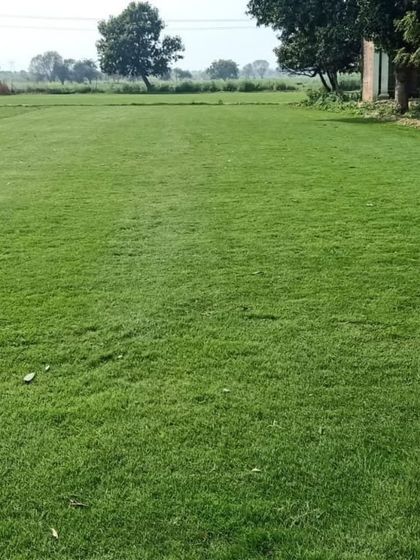 An expansive view of my natural grass farm. Having this large-scale cultivation allows me to handle projects of any size with consistent quality.