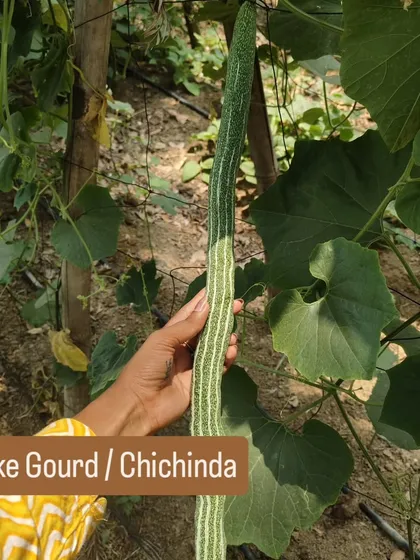 A hand holding a freshly harvested Snake Gourd (Chichinda). This shows the impressive length and health of the vegetables grown using our organic methods.
