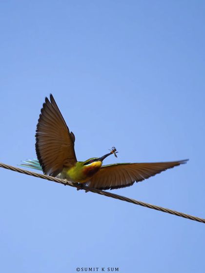 A Blue-tailed Bee-eater in flight, having just caught an insect. This shot captures their incredible aerial hunting skills.